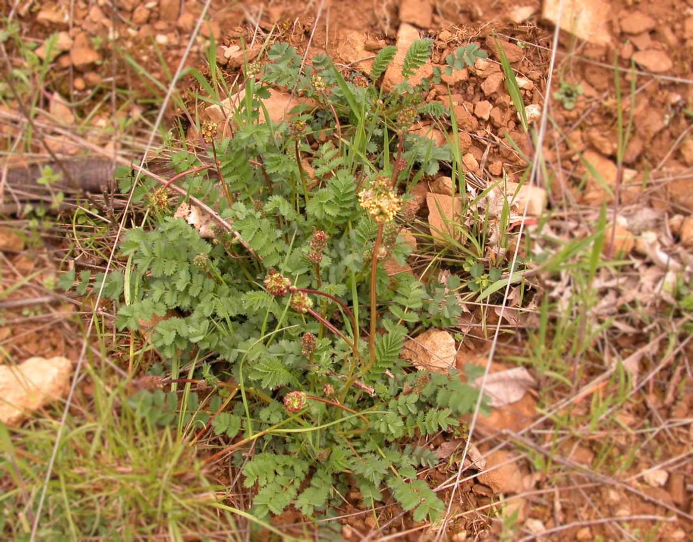 Burnet, Salad/Fodder plant